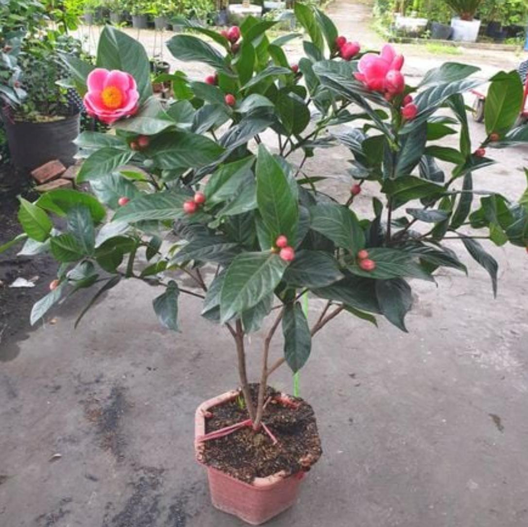 Hoa hải đường thân gỗ