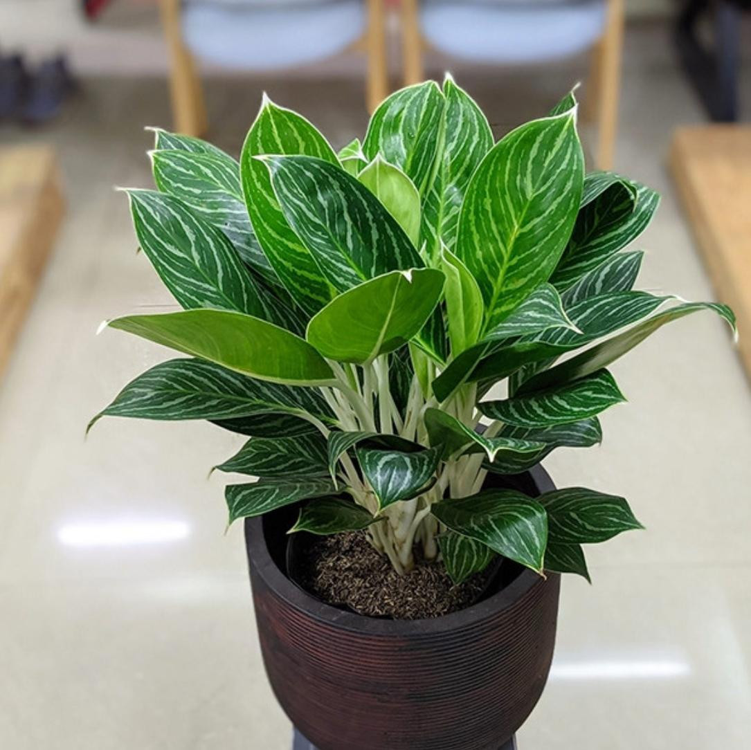 Cây Bạch Mã Hoàng Tử