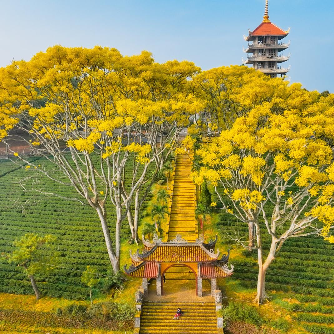 cây hoa phượng vàng ( Bảo Lộc )