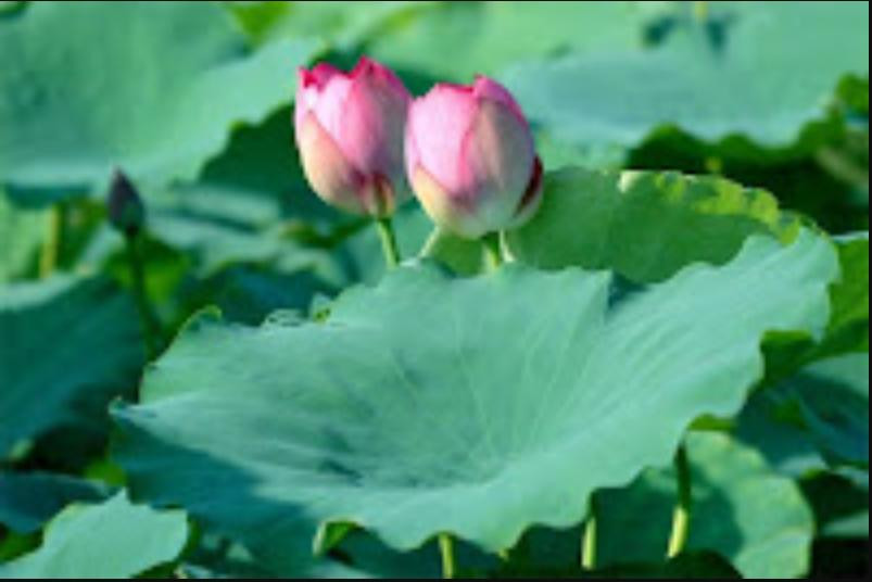 7 loại cây cuối năm nhất định phải mua để giải trừ vận đen, kéo tài lộc vào nhà