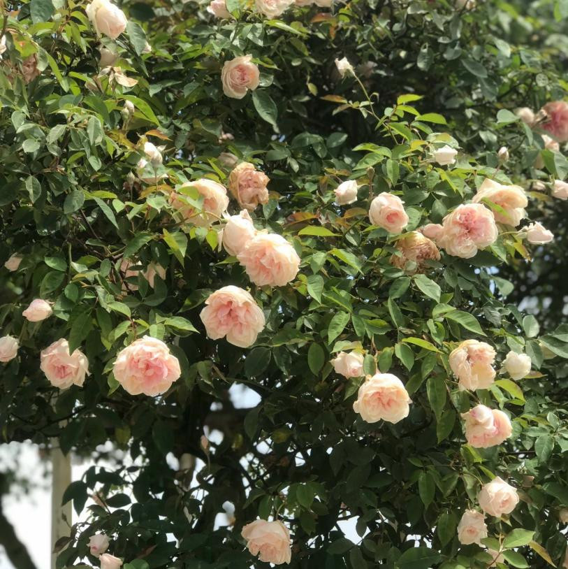 Hoa Hồng Cổ SAPA