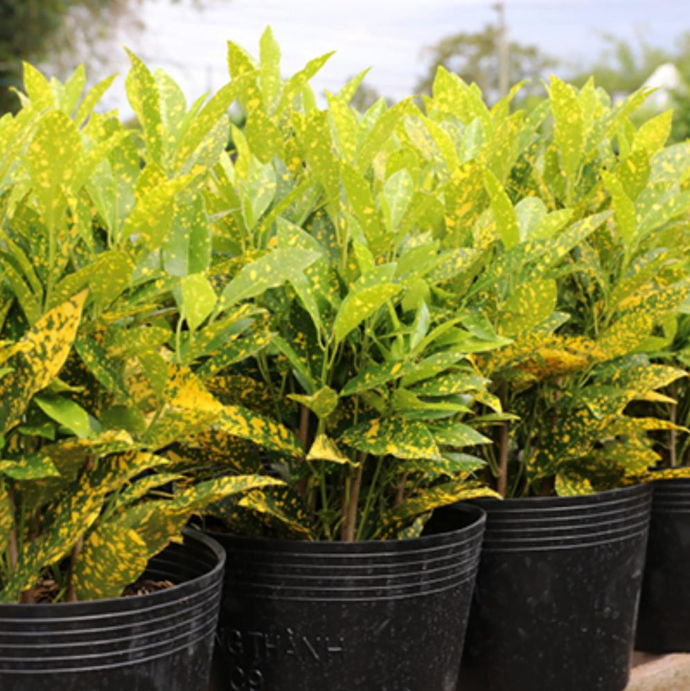 Cây Cô Tòng Lá Đốm