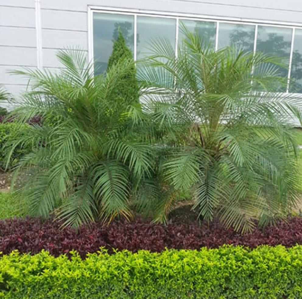 Cây chà là cảnh (cây cau nga mi)