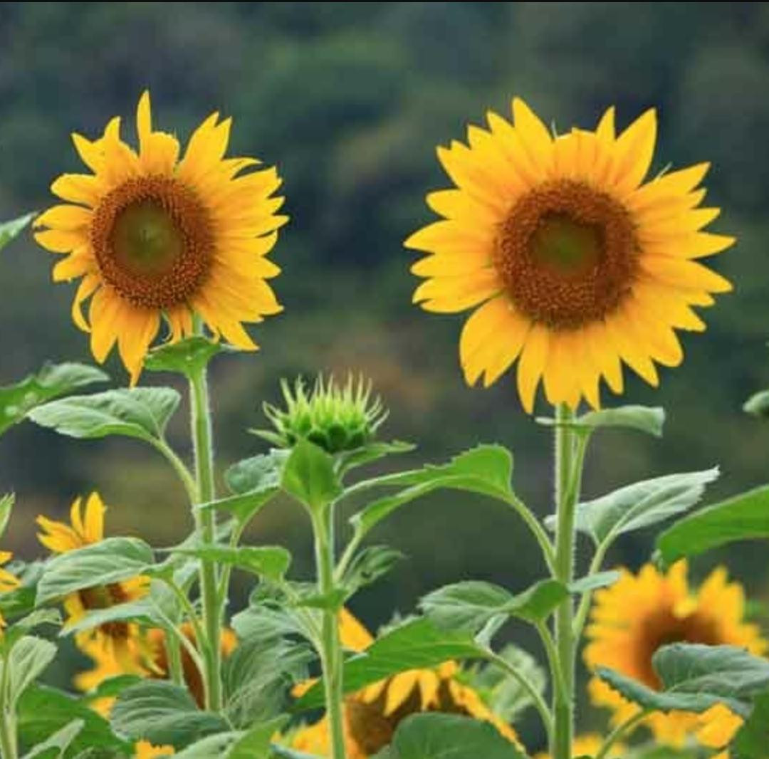 Cây Hoa Hướng Dương