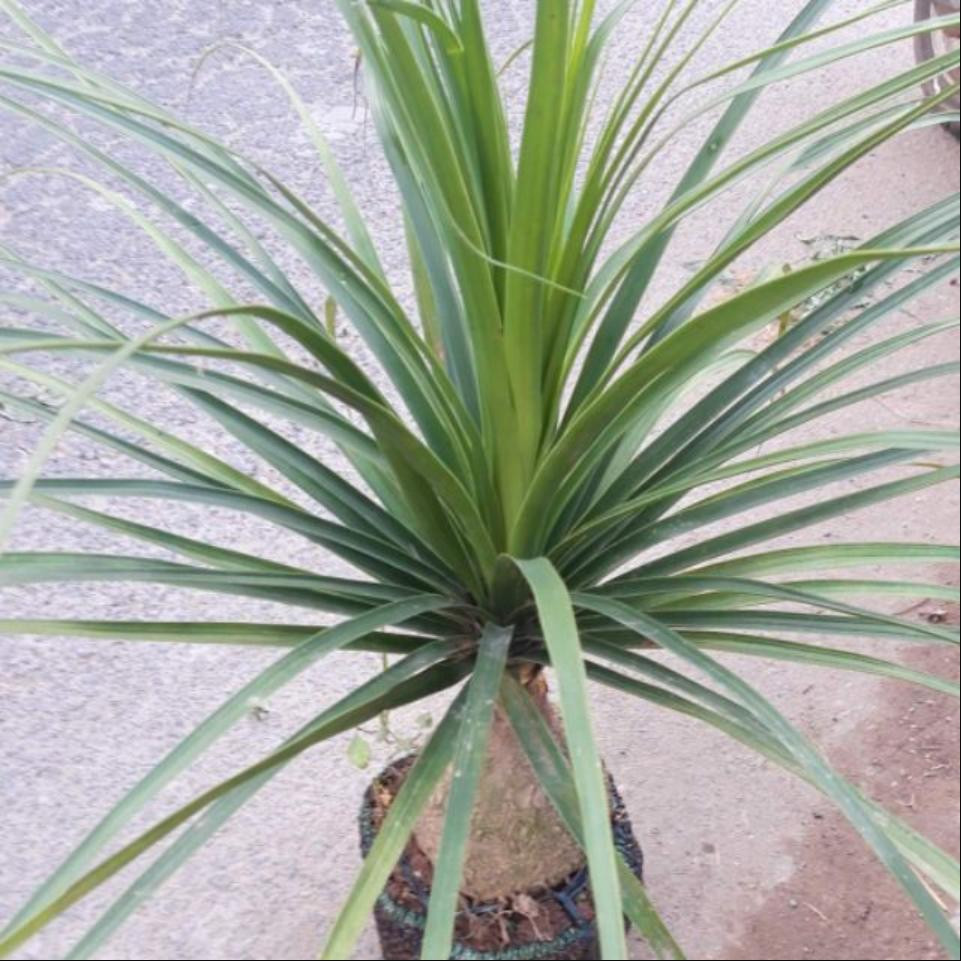 Cây Lan Bình Rượu