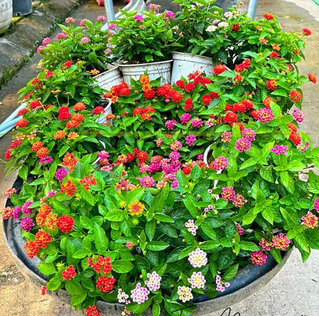 cây hoa ngũ sắc