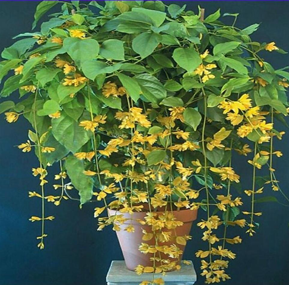 cây lan hoàng dương