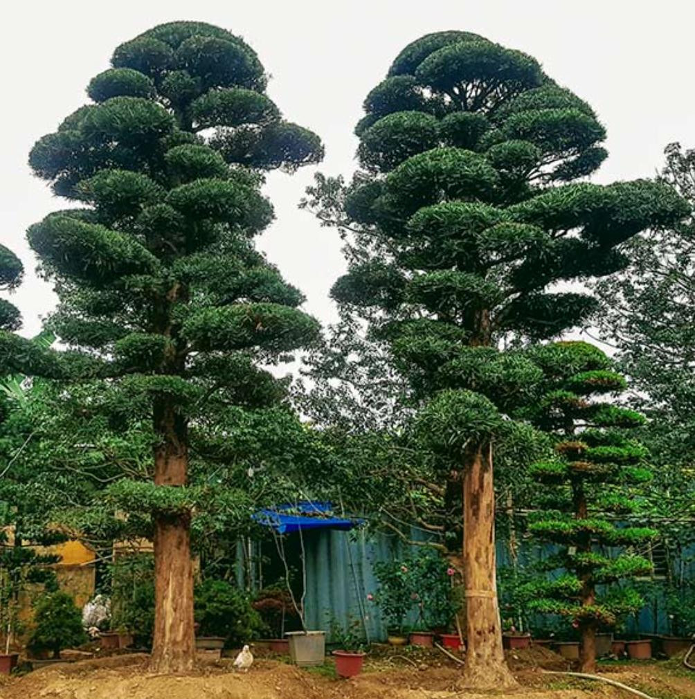 Cây Tùng La Hán