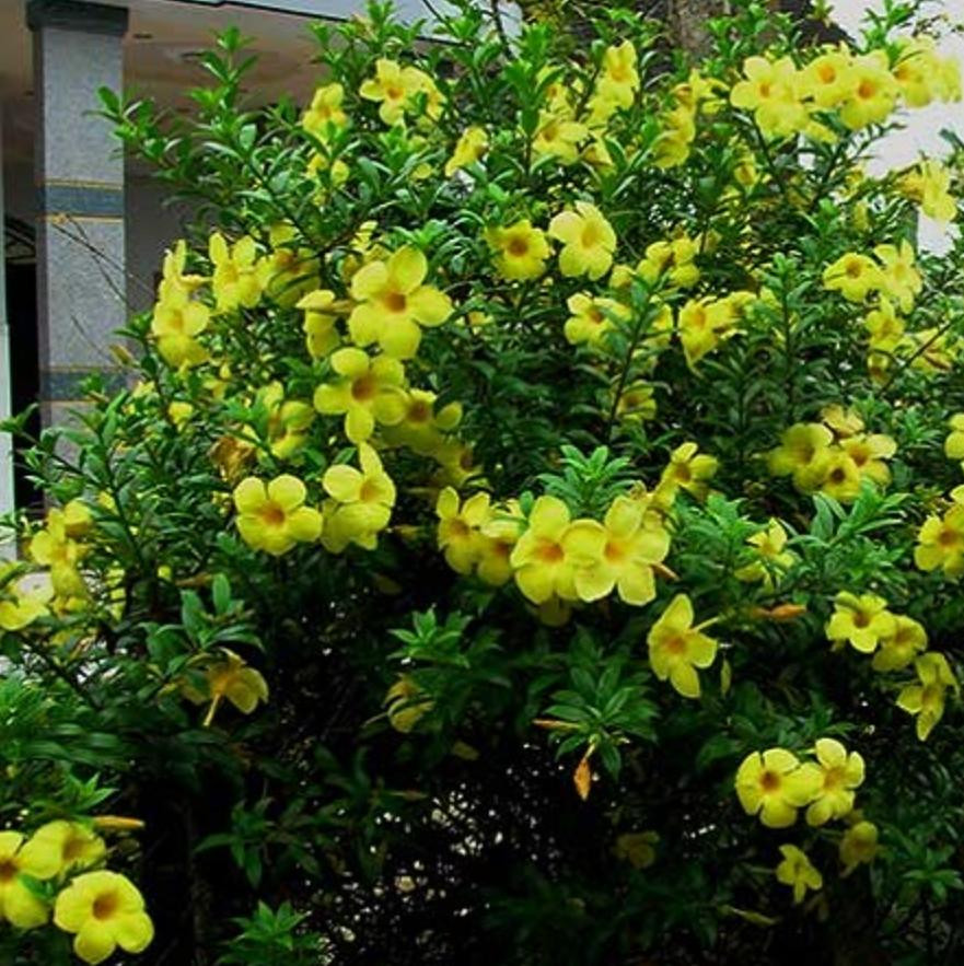 Cây Huỳnh Anh Vàng