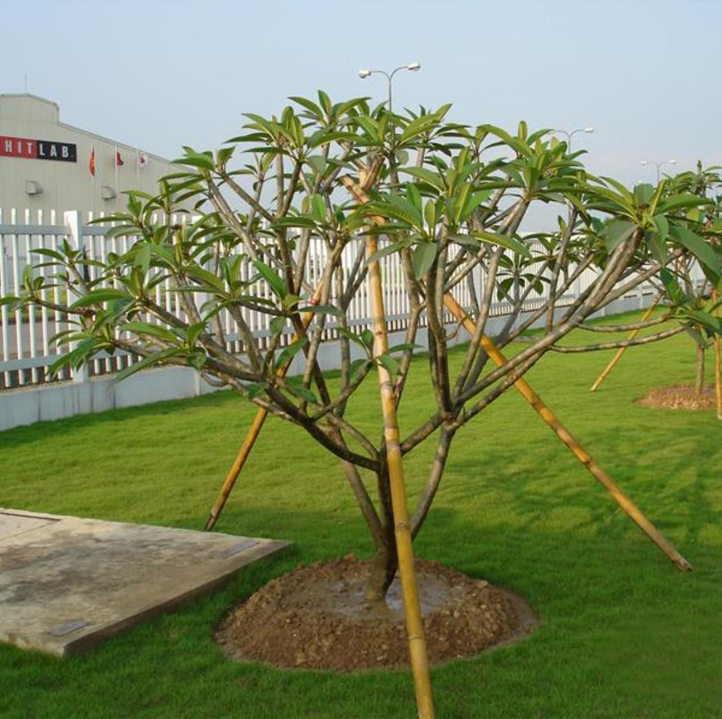 Cây Đại (Hoa Đại)