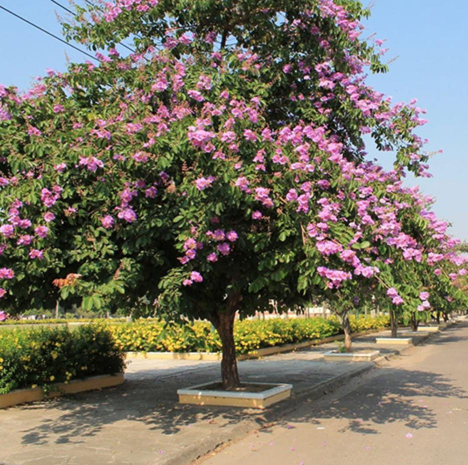 Cây Ban (Cây Hoa Ban)