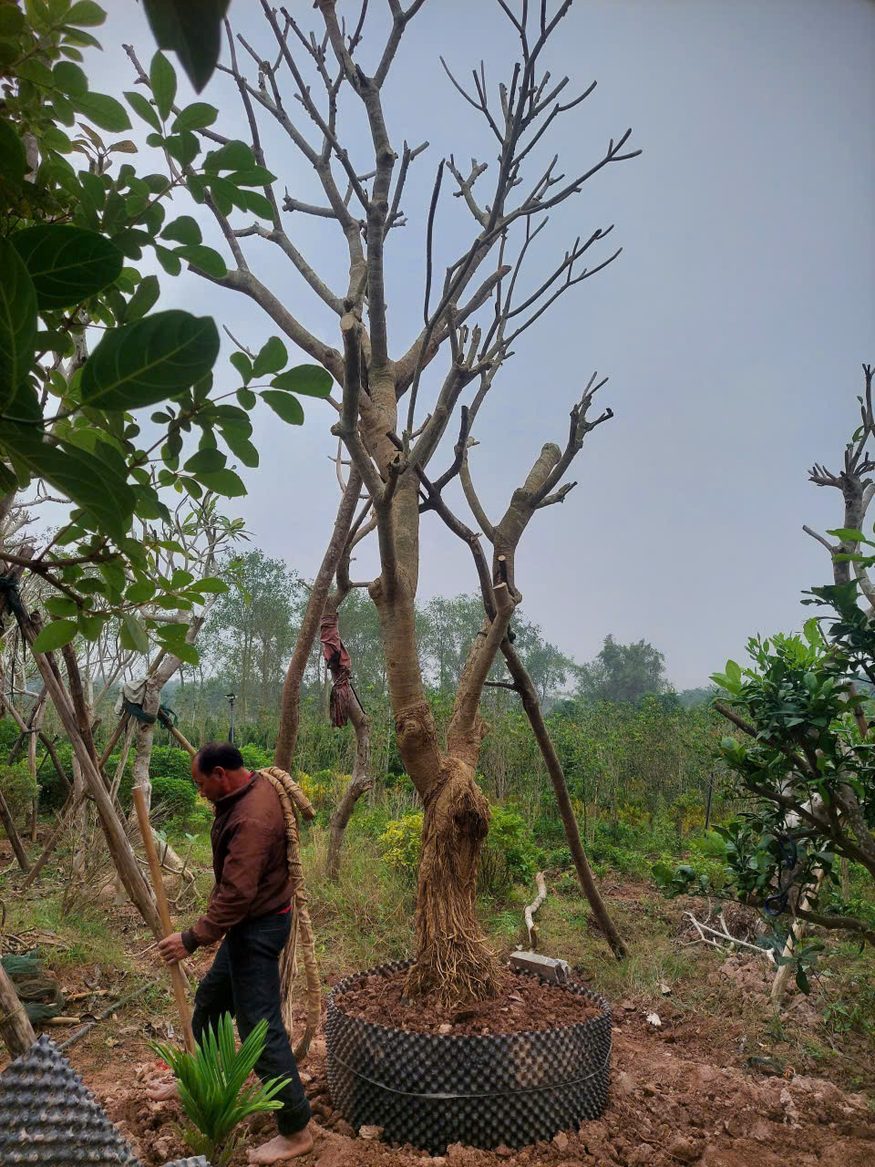 Cây Đại (Hoa Đại)