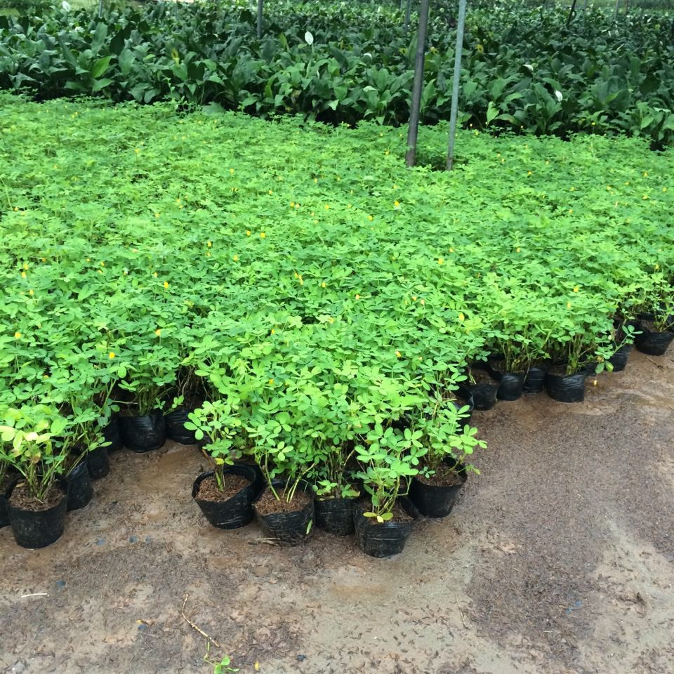 Cây Cỏ Lạc Tiên