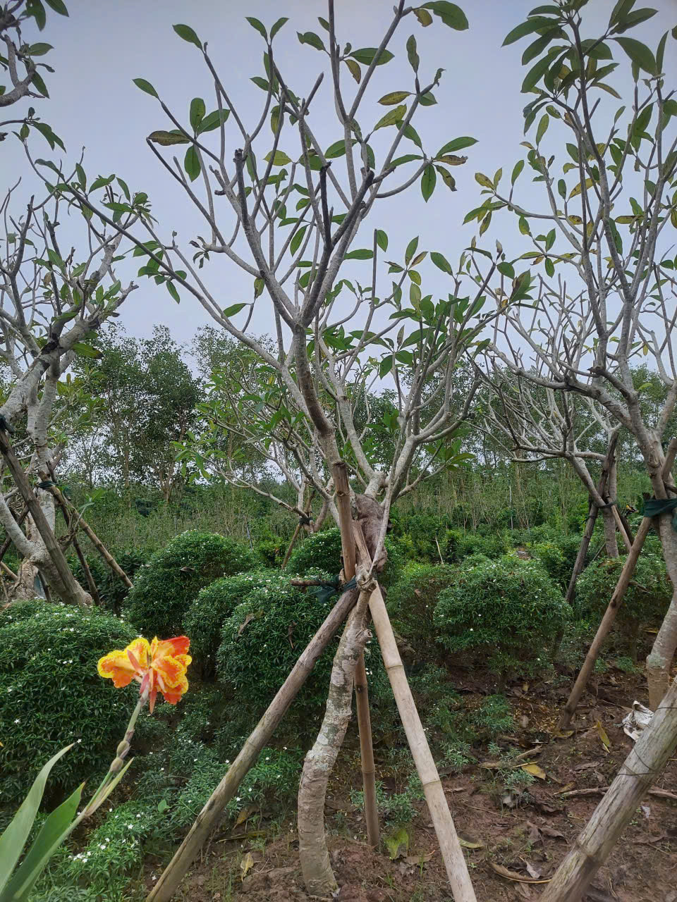 Cây Đại (Hoa Đại)