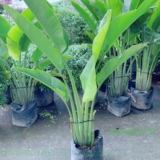 Cây Chuối Rẻ Quạt