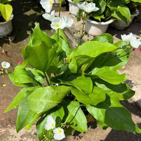 Cây Bách Thủy Tiên