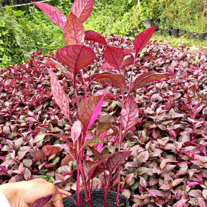 Cây Mắt Nai (Mắt Nhung)