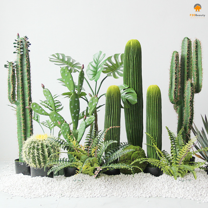 Cây Xương Rồng Cảnh