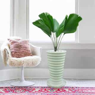 Tác dụng thanh lọc không khí và hấp thụ các chất gây ô nhiễm môi trường của cây lưỡi hổ.