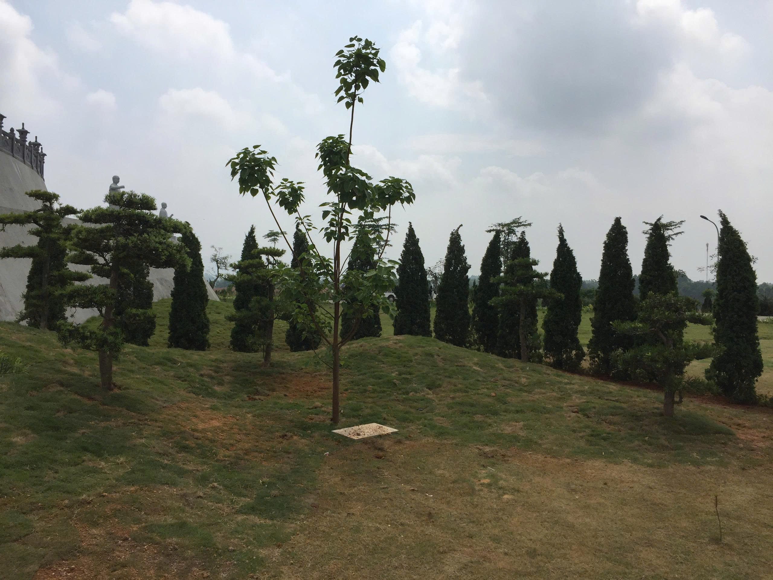 Dự án trồng cây công trình tại Công viên Thiên Đức – Phú Thọ