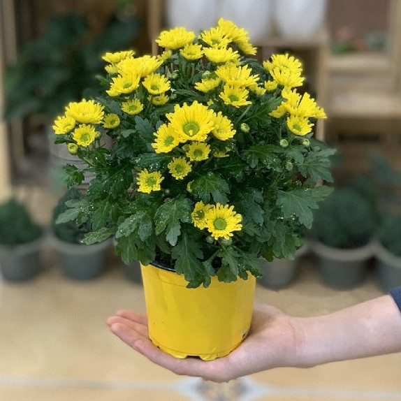 Hoa Cúc Vàng