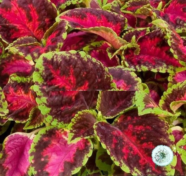 cây tía tô cảnh ( cây lá gấm )