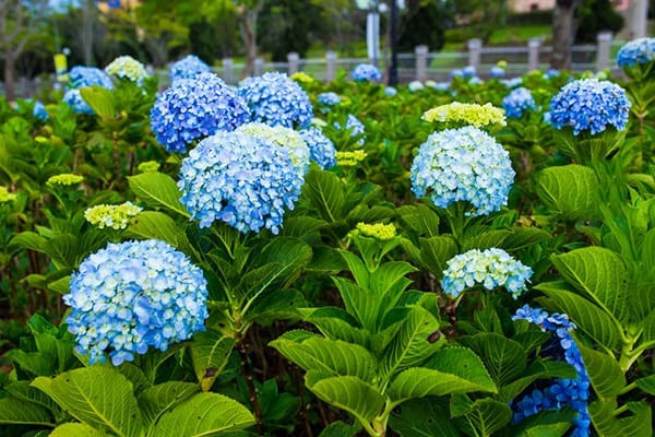 Cây Cẩm Tú Cầu