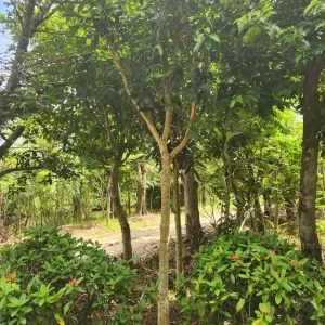Cây Xoài