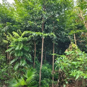 Cây Thị