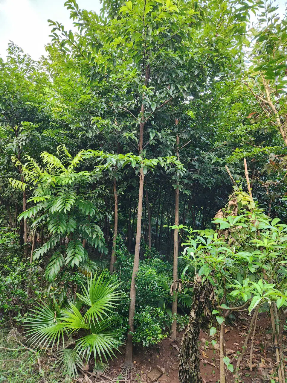 Cây Thị