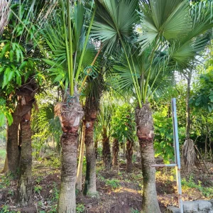 Cây Cọ Mỹ
