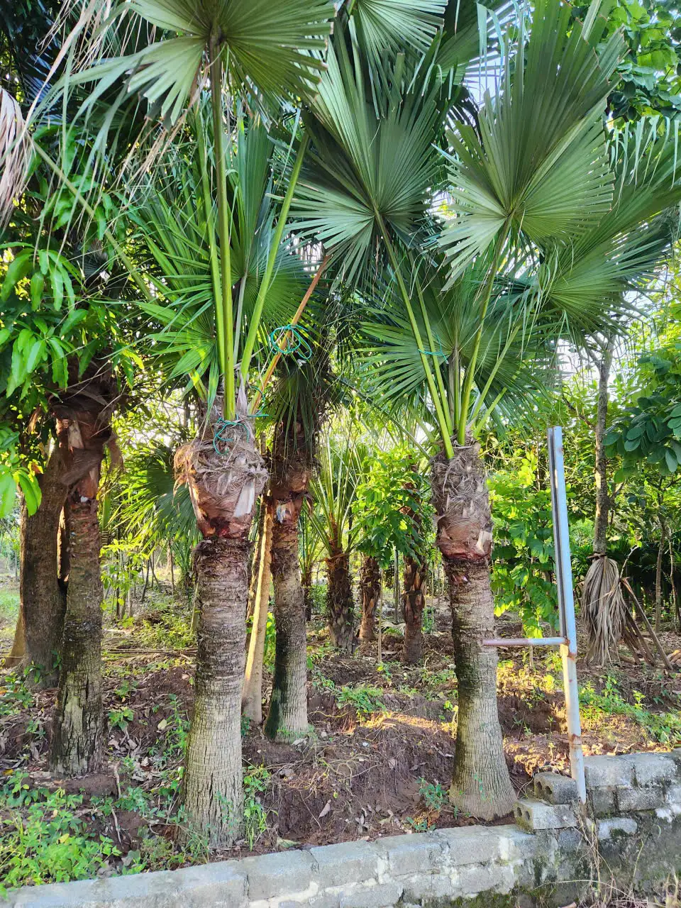 Cây Cọ Mỹ