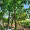 Cây Lộc Vừng