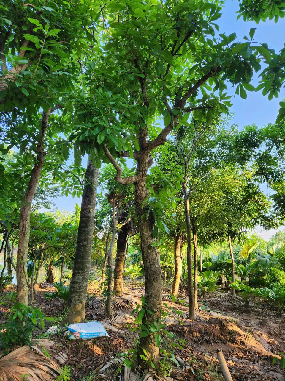 Cây Lộc Vừng