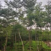 Cây Bàng Đài Loan