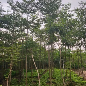 Cây Bàng Đài Loan