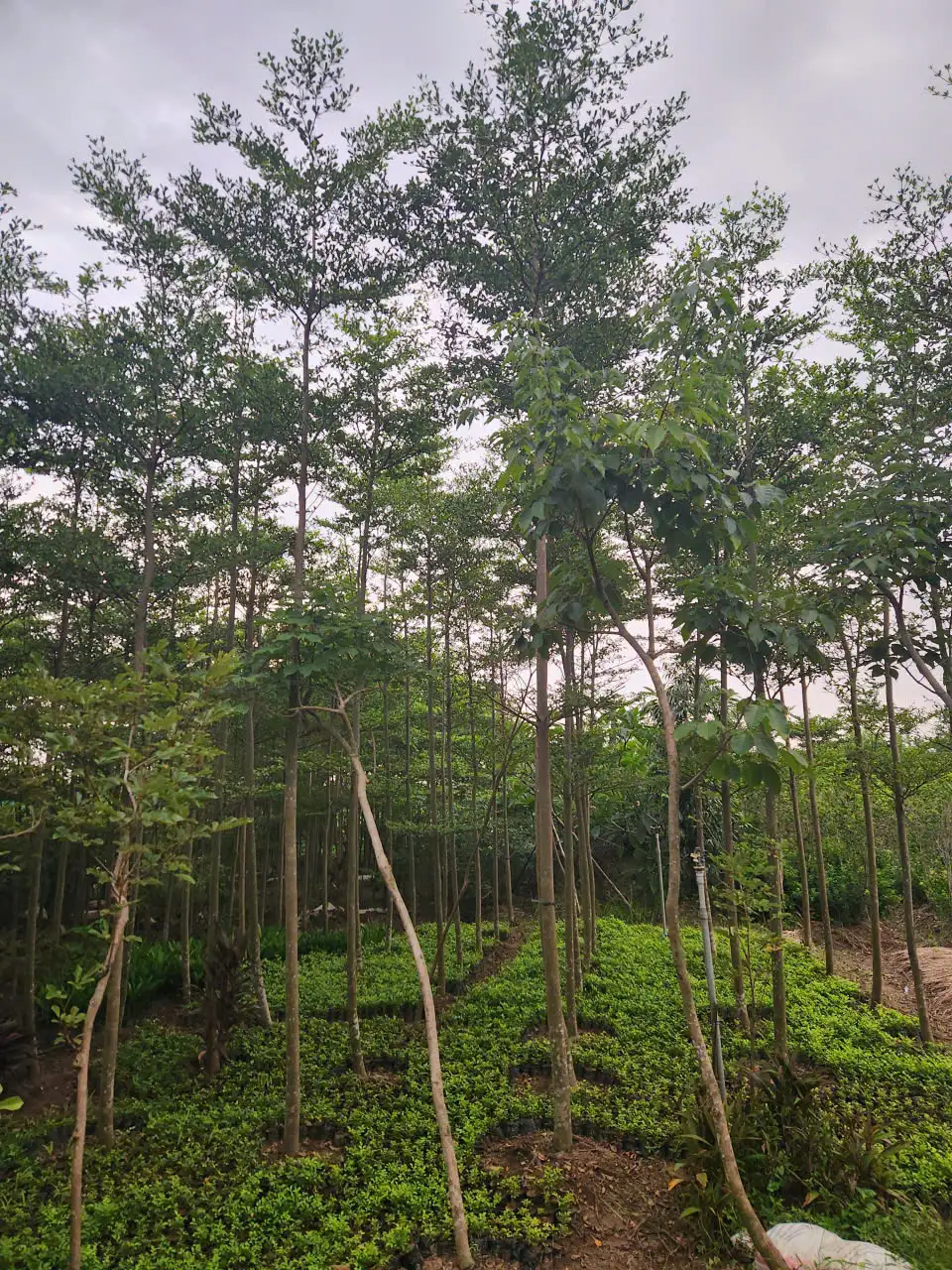 Cây Bàng Đài Loan
