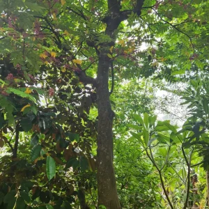 Cây Khế