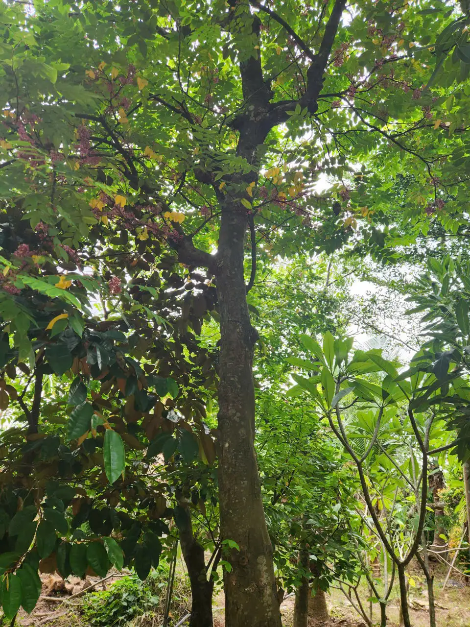 Cây Khế