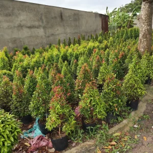 Cây Hồng Lộc
