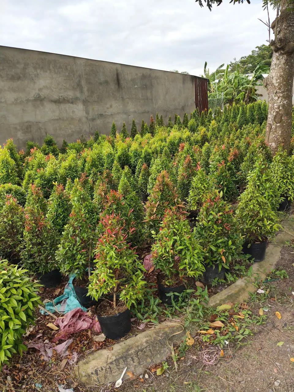 Cây Hồng Lộc