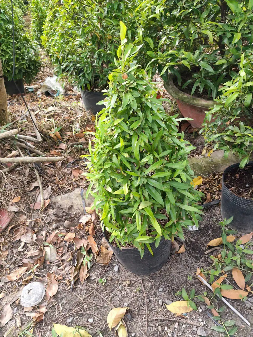 Đặc điểm hình thái Cây Hồng Lộc
