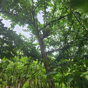 Cây Đào Tiên