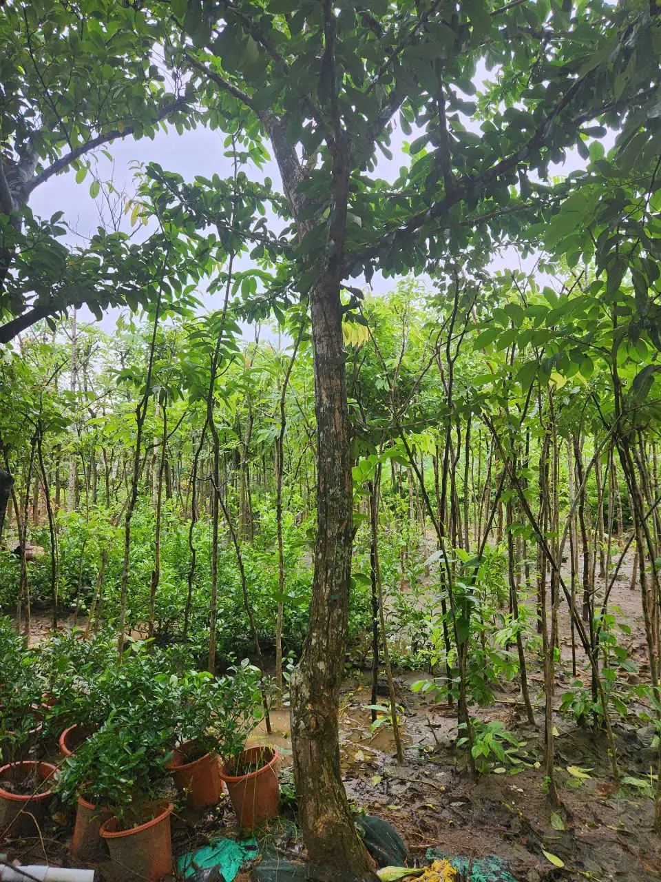 Đặc điểm nổi bật của cây Đào Tiên