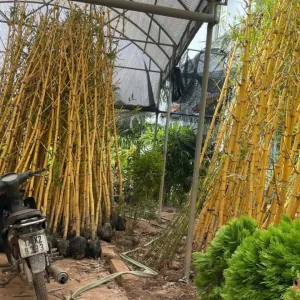 Cây Tre Ngà
