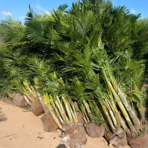 Cây Cau Lụa
