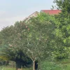 Cây Tường Vi