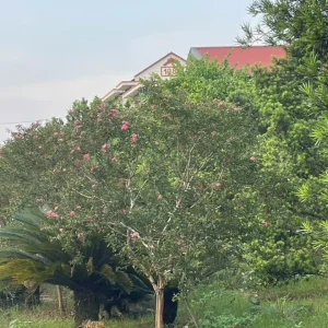 Cây Tường Vi