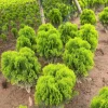Cây Trắc Bách Diệp