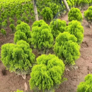Cây Trắc Bách Diệp